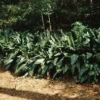 thumbnail for publication: Aspidistra elatior Cast Iron Plant